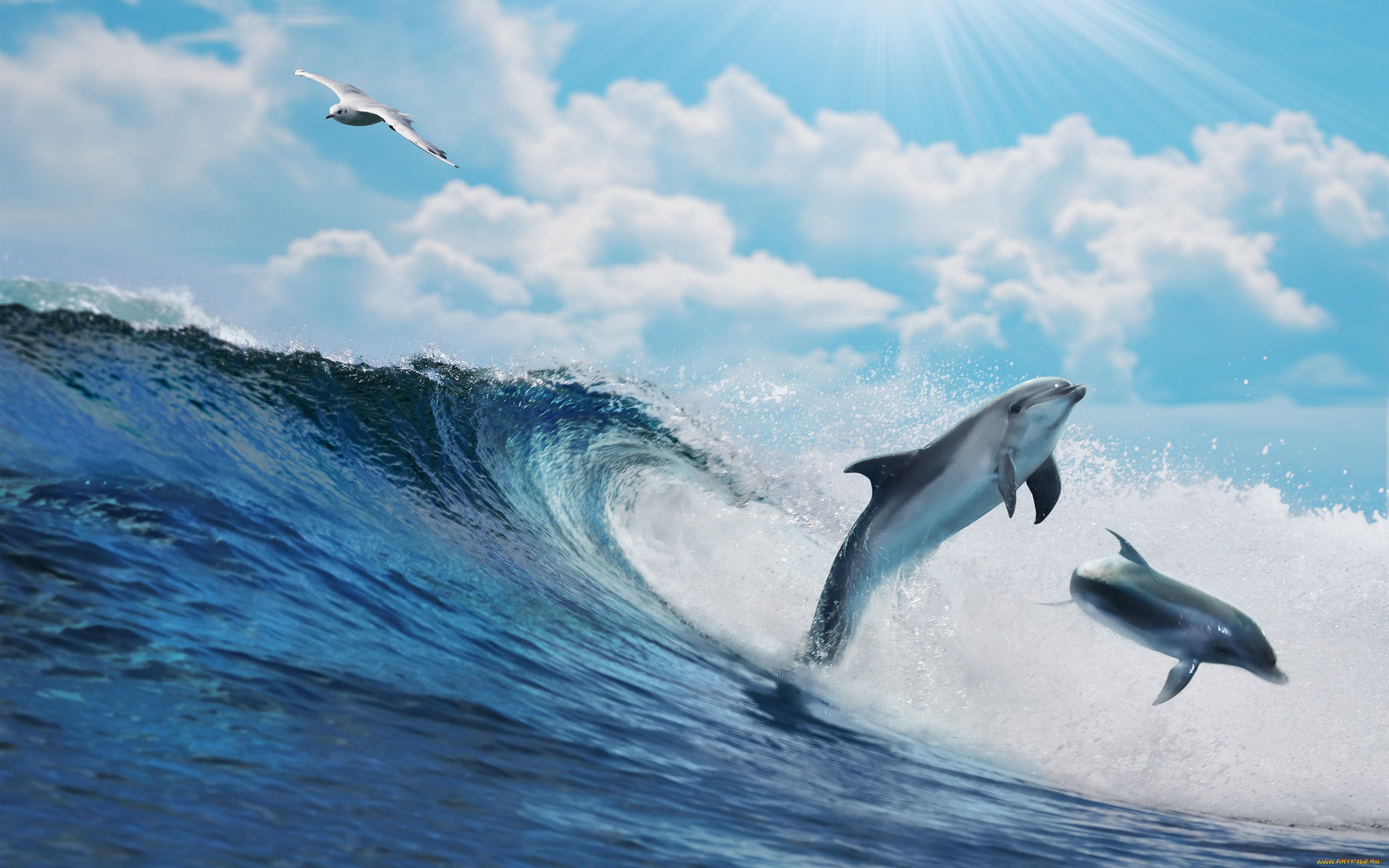 ,  , dolphins, splash, sky, sea, , , , , blue, wave, ocean